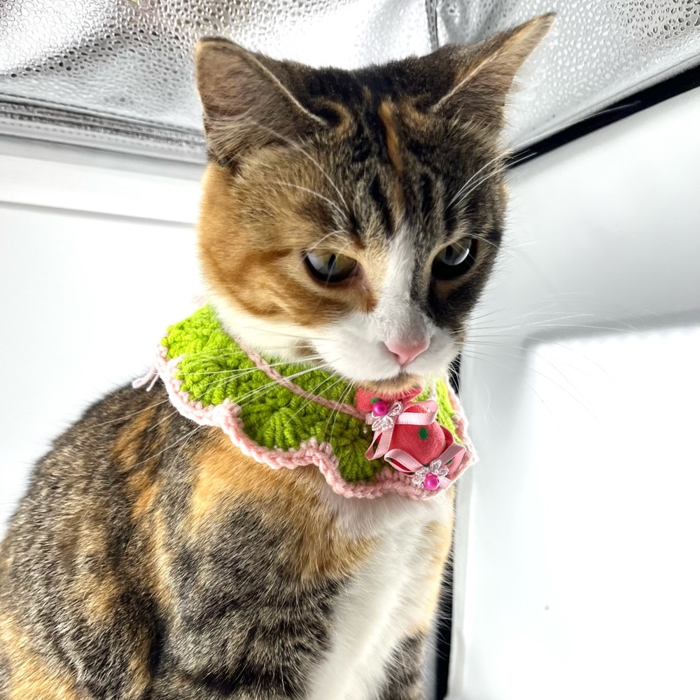 Handmade crocheted pet collar - Picture 2 of 5